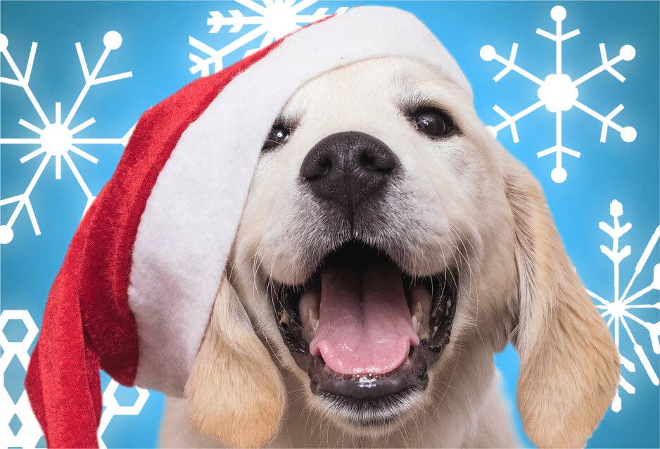 HOLIDAYS - SANTA PAWS