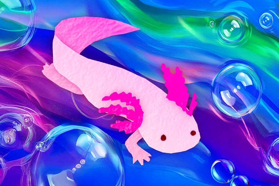 Axolotl